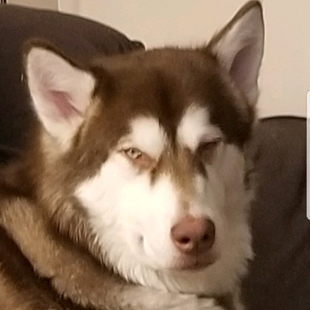 Meet your Posher, Karson